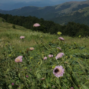 Knautia magnifica